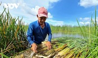 ガマの栽培と魚の養殖の複合経営、カマウ省住民の新しいビジネスモデルに