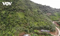 キミノサンザシの収穫期を迎える山間部ソンラ省