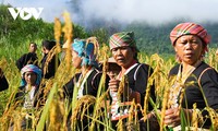 コム族の新米祭り