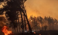 ギリシャ山火事、1人死亡　消火進展も15日まで厳戒態勢