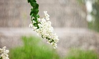 涼しさにちなんだソング