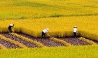 Mengembangkan pola sawah percontohan yang besar  dalam membangun  pedesaan baru.