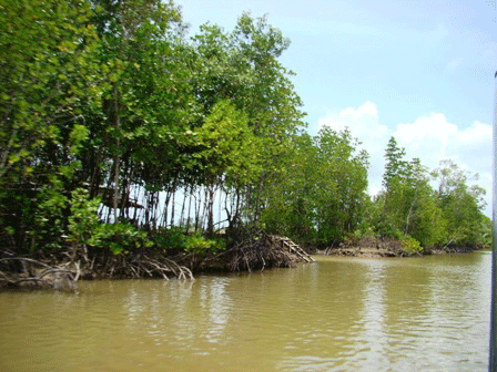 Proyek: Mengembangkan hutan  pantai  untuk menghadapi  perubahan iklim.