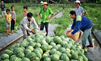 Restrukturisasi pengembangan pertanian dikaitkan dengan pembangunan pedesaan baru, beradaptasi dengan perubahan iklim di daerah dataran rendah sungai Mekong.