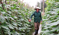 Hasil-guna yang dicapai dari pola konektivitas antara kaum tani dan badan usaha di provinsi Quang Nam