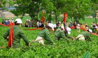 Pembukaan Festival Teh di daerah dataran tinggi Moc Chau