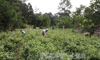 Vietnam mengumumkan Rencana Aksi Nasional demi perkembangan yang berkesinambungan