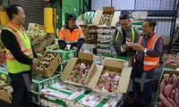 Buah Naga dari Vietnam mulai dijual di Australia