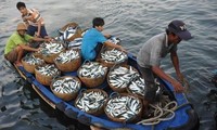 Bekerjasama mengelola perikanan dan menjaga  lingkungan  di Laut Timur