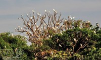 Pulau burung Bangau Chi Lang Nam-destinasi bagi para wisatawan