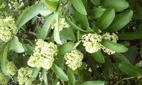 Les fleurs d’alstonia à Hanoi