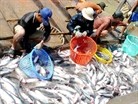 La pêche au large au Nouvel An lunaire dans le centre méridional