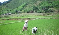 Mau Xuan Duong - a model hamlet chief of Raglay ethnic people