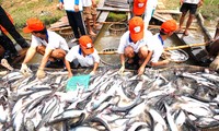 The US agricultural subsidy policy hampers tra fish export