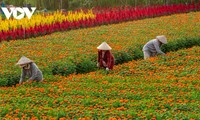 Binh Duong flower village in full bloom ahead of New Year