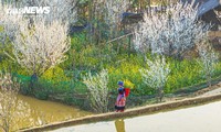 Peaceful Ta Van Chu Plateau adorned with white plum flowers