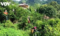 Bumper tea season in Suoi Giang commune