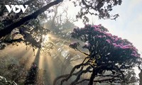 Pu Ta Leng, a ‘fairyland’ in Hoang Lien Son mountain range