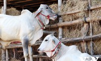 Ta Ngao cow market in An Giang province