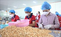 Vietnam targets 4.5 billion USD in cashew exports for 2025