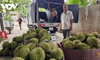 Vietnamese fruit well-received in Chinese market