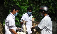 Vietnam gears up efforts to fight H5N1 and H1N1