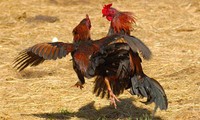 Cockfighting: long-standing form of popular entertainment 