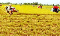 Efforts for rice production and consumption in Mekong Delta highlighted