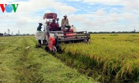 Vietnam’s long-term strategy for rice production for export