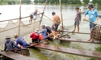 Vietnam restructures tra fish production