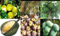 Mekong Delta seeks to brand its export fruits