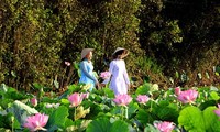 Lotus flowers, the symbol of Dong Thap’s tourism