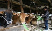 Raising cows in Ha Giang Karst Plateau