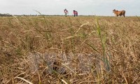 Crop restructuring to save water 