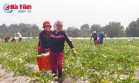 Chain model increases Vietnamese agriculture values