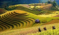 Intensive farming on terraced fields in Mu Cang Chai