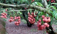 Bac Giang uses trade promotion to boost lychee sales