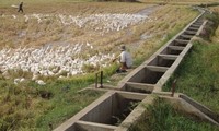 Mekong delta region restructures agricultural production for cattle breeding