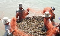 Adaptation of shrimp farming to climate change  