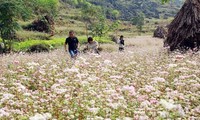 2016 Buckwheat Flower Festival opens