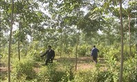 Dien Bien province reduces poverty by growing rubber trees