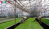 Ha Nam develops smart agriculture