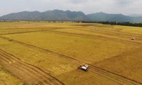 Mekong Delta expands farm land toward large-scale production