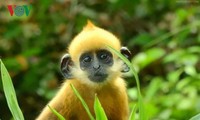 Langur safe-guarders on Cat Ba Island 