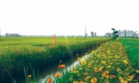 “Rice field with flower bank” model 