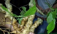 Vietnam promotes Ngoc Linh ginseng as a national brand