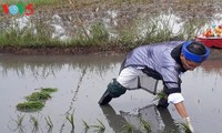 “Going to the field” festival in Quang Ninh province