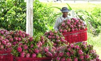  Vietnamese dragon fruit available on Australian shelves