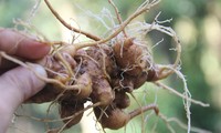  Quang Nam hosts first Ngoc Linh ginseng market