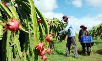 Binh Thuan’s blue dragon fruit targets demanding markets